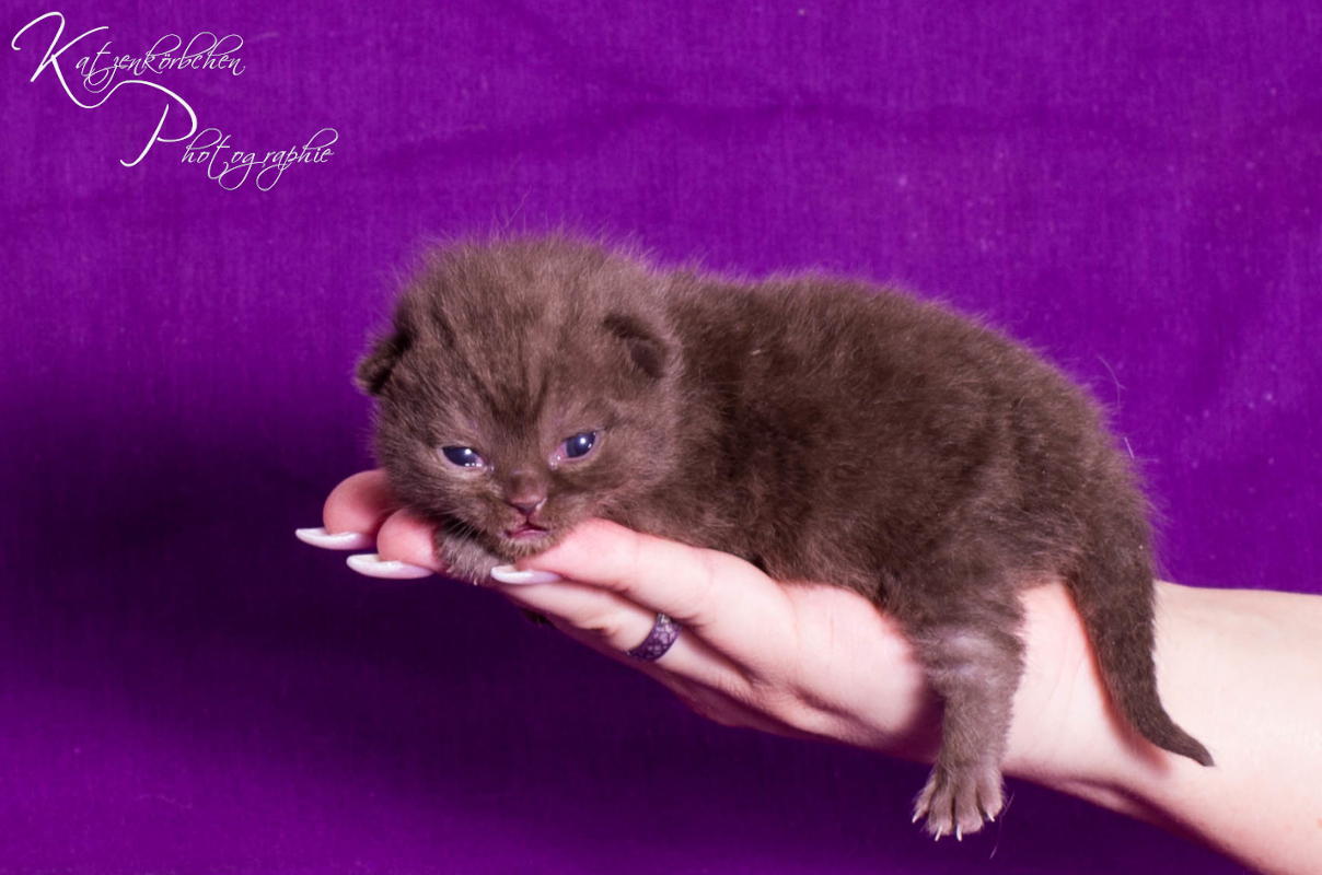 Fliederbändchen 7 Tage