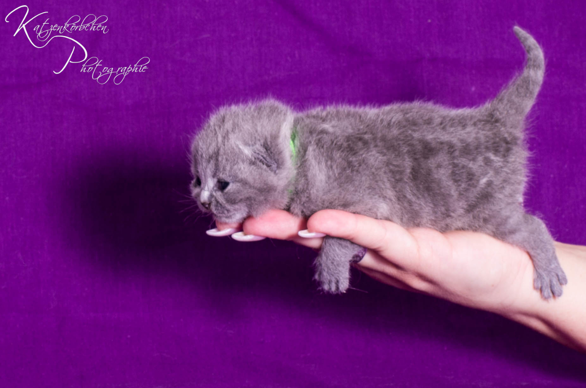 Grünbändchen 7 Tage