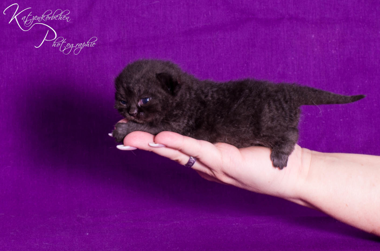 Pinkbändchen 7 Tage