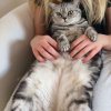 Kitten &raquo; A-Wurf &raquo; A-Wurf zuhause &raquo; Anni