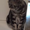 Kitten &raquo; B-Wurf &raquo; B-Wurf zuhause &raquo; Benny