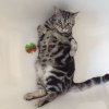 Kitten &raquo; B-Wurf &raquo; B-Wurf zuhause &raquo; Benny