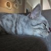 Kitten &raquo; B-Wurf &raquo; B-Wurf zuhause &raquo; Berlioz