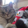 Kitten &raquo; B-Wurf &raquo; B-Wurf zuhause &raquo; Berlioz