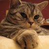 Kitten &raquo; B-Wurf &raquo; B-Wurf zuhause &raquo; Berlioz