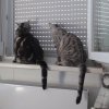 Kitten &raquo; B-Wurf &raquo; B-Wurf zuhause &raquo; Bisou