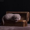 Kitten &raquo; C-Wurf &raquo; Corleone