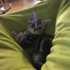 Kitten &raquo; E-Wurf &raquo; E-Wurf zuhause &raquo; Eternity
