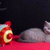 Kitten &raquo; F-Wurf &raquo; Fancy Leela